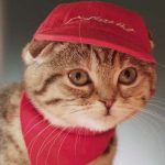 PizzaHutKitty