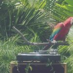 calvin-harris-party-parrot-screenshot-billboard-1548