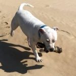 Bombdog