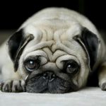 Pug