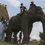 Elephant