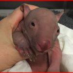 wombat