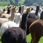 Alpaca