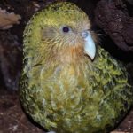 nEW zEALAND DEPARTMENT OF CONSERVATION