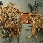 DEAD HOUSEPLANTS