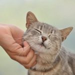 1412512017846_wps_107_BDG0GB_Animal_love_tabby_