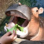 hippo-e1584463603724