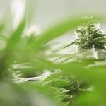 cannabis_5
