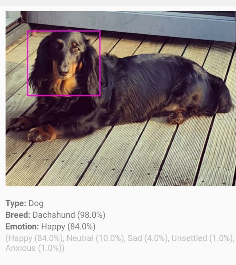 New app can tell you how your pet is feeling!
