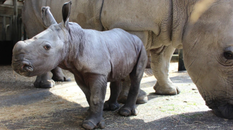 NZ’s new baby rhino has a serious case of the Zoomies! #cutenessalert!