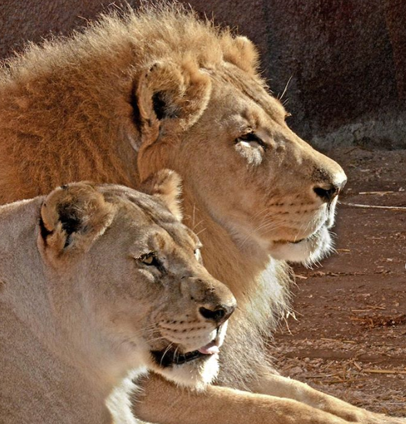 Elderly lion couple put down at same time so they don’t have to live without each other