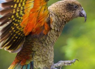 Voting fraud in the NZ Bird of the Year contest