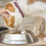 white-and-orange-cat-eating-out-of-bowl
