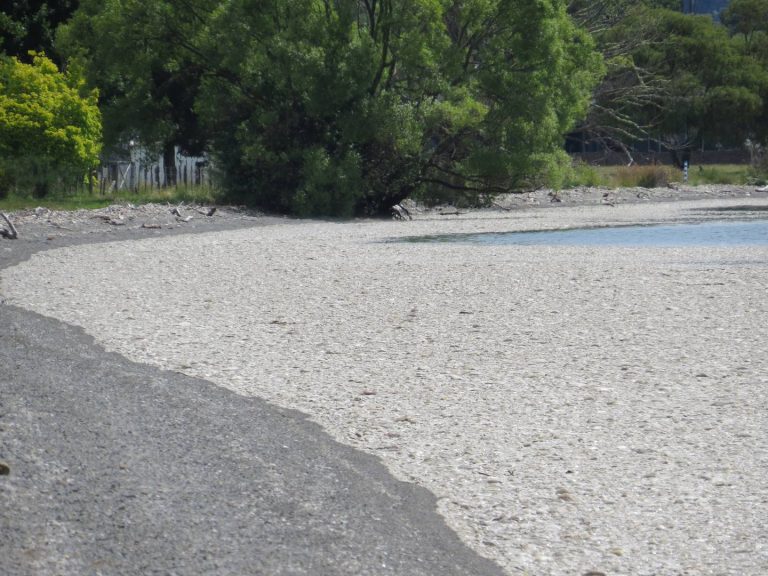 1km stretch of pumice washes ashore Lake Taupo