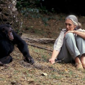 Chimpanzee and Jane