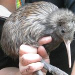 project-kiwi-chick-release