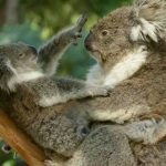 huLYzJVzKxBfRQO-800×450-noPad