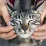 Woman playing with a stray cat