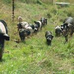 pigs
