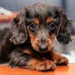 Dachshund-Puppy-3-e1552410168505