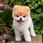 boo