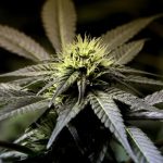 Cannabis-plant-ECL-150320-GETTY-1120