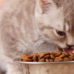 kitten-eating-banner