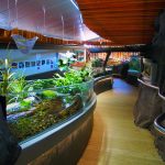 our-freshwater-aquarium