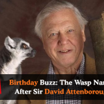 Birthday Buzz_ The Wasp Named After Sir David Attenborough_20260517_004737_0000